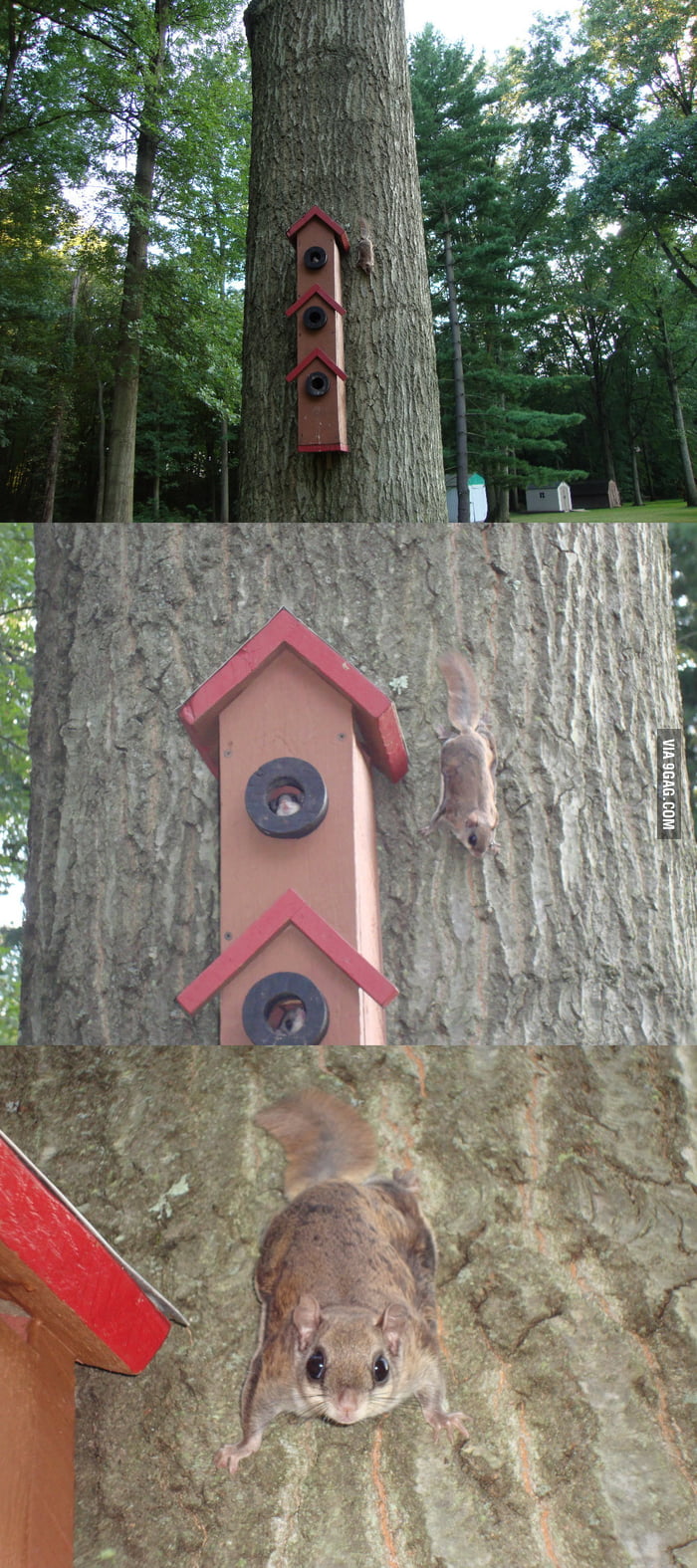 Flying squirrel family living in a bird house in my back yard. 9GAG