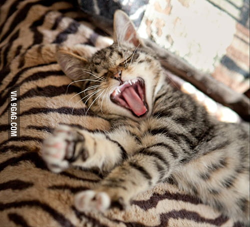 tiger-striped-cat-on-the-tiger-striped-bed-9gag