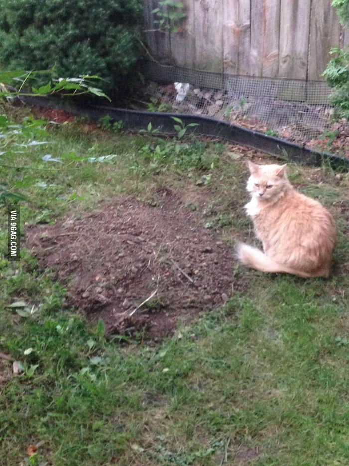 Buried my dog and a couple of hours later I found my cat like this. 9GAG