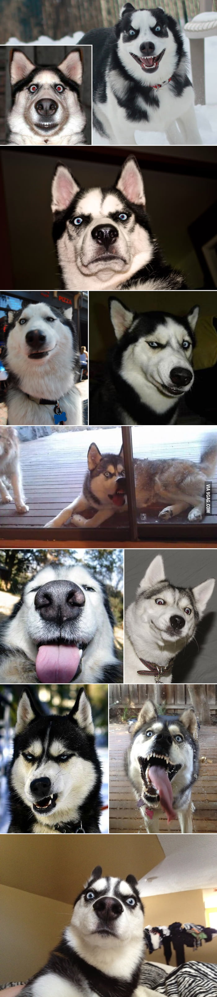 11 Huskies in Various Emotional States