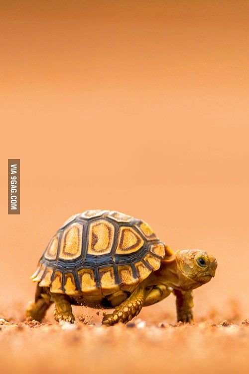 Baby turtle - 9GAG