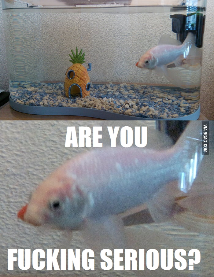 Scumbag fish 9GAG