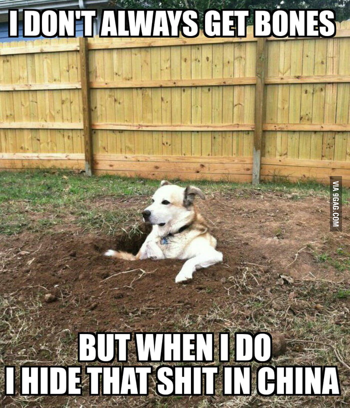 Most Interesting Dog in the Hood - 9GAG