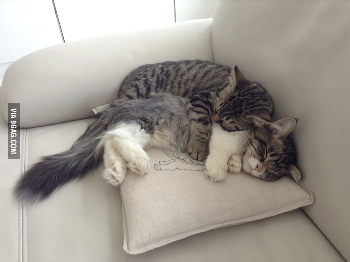 the-secret-meaning-behind-cat-sleeping-positions