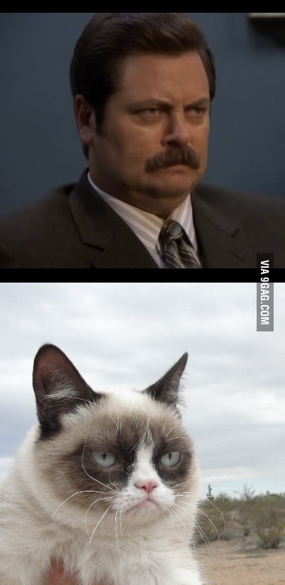 If Ron Swanson was a bloody cat. This is the ultimate match. - 9GAG