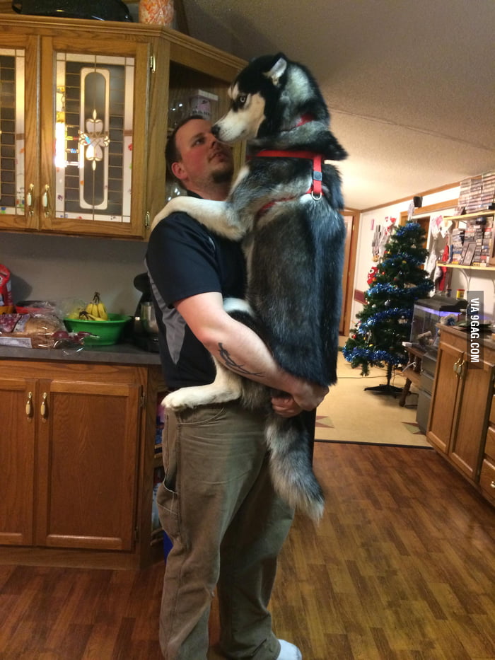 When the vacuum comes out 9GAG