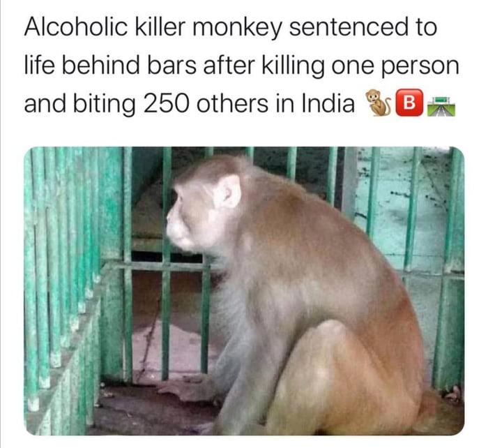 Can they even put monkey in jail? - 9GAG
