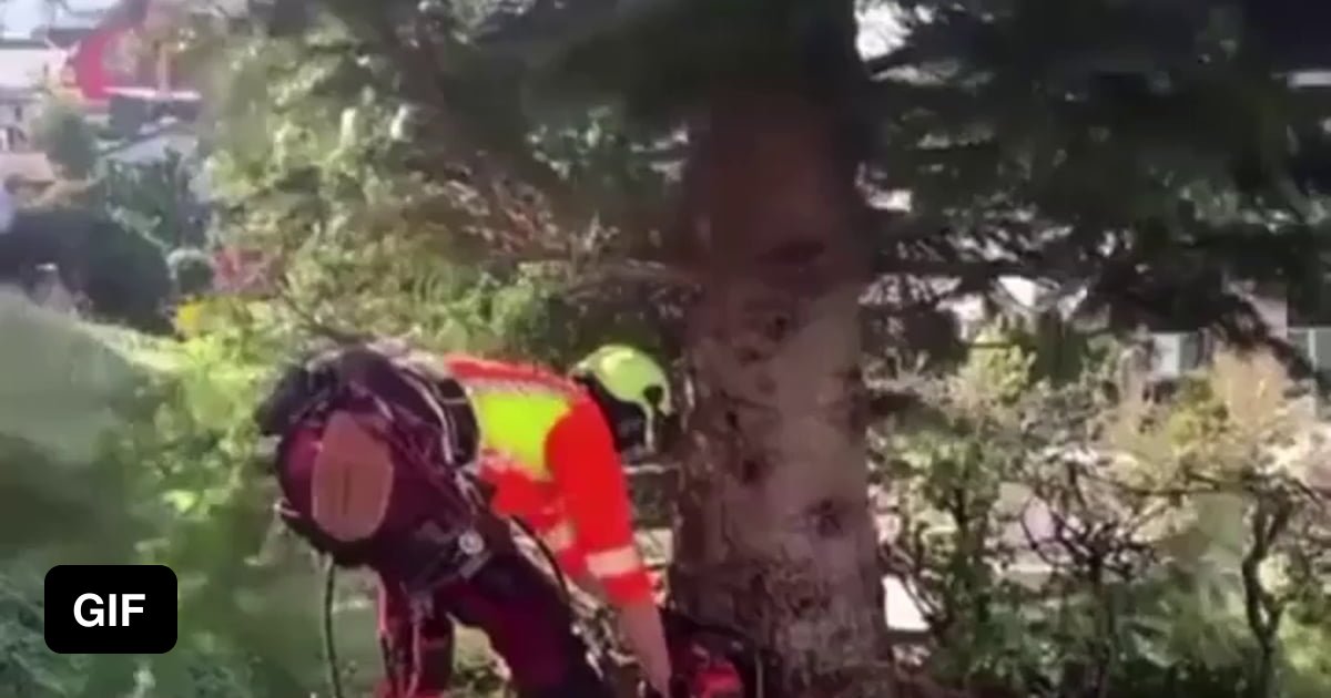 That Tree Just Flew Away 9GAG