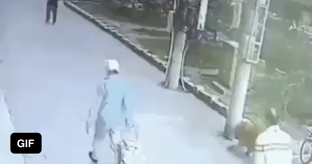 "Cat falls from the sky, knocks out a man and fights a dog with shoes" 9GAG