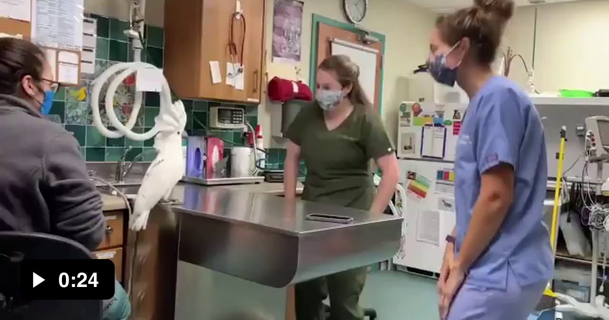 What really happens at the vet - 9GAG