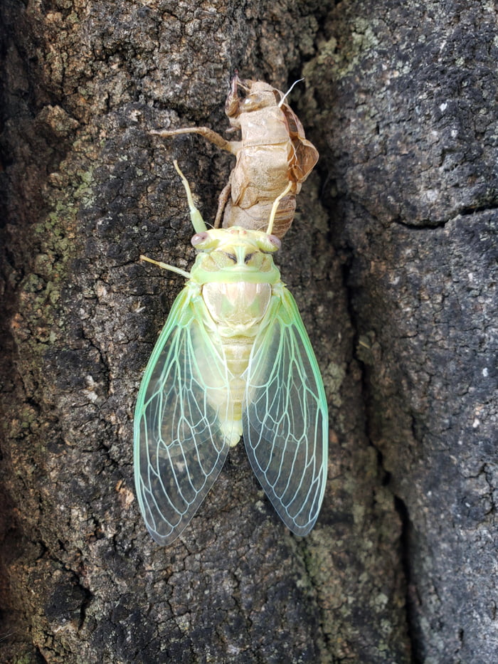 Cicada/June Bug just minutes after molting 9GAG