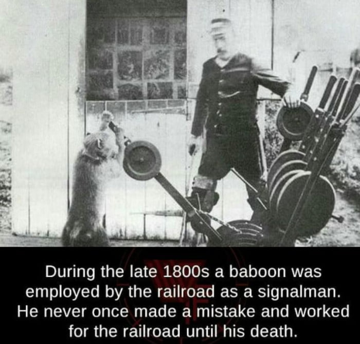 Baboon who worked as a railroad signalman: - 9GAG