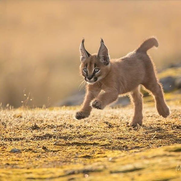 Caracals can run at 50mph which is double the average Housecat which