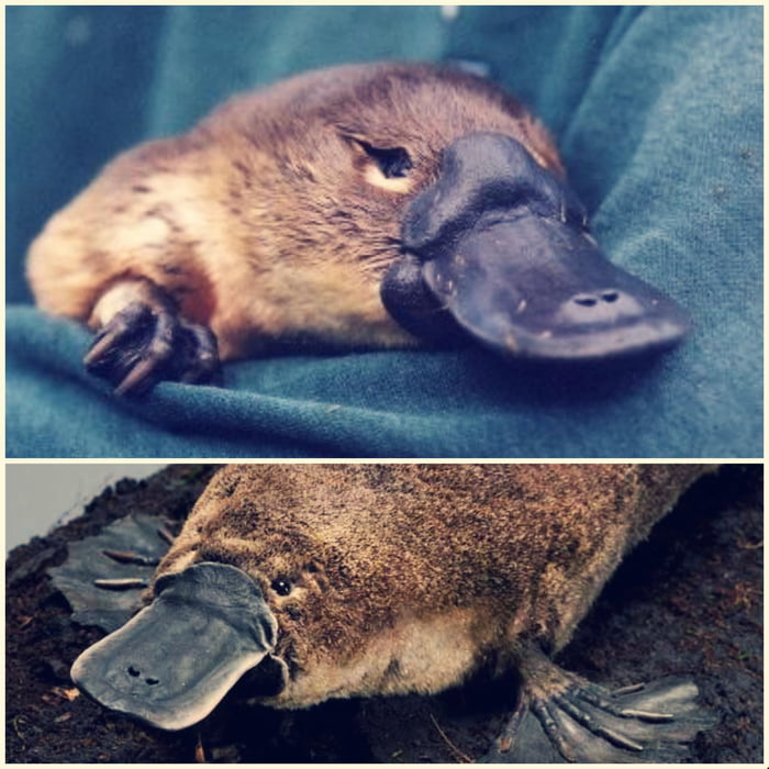 Duck-billed platypuses is one of the few mammal species that lay eggs ...