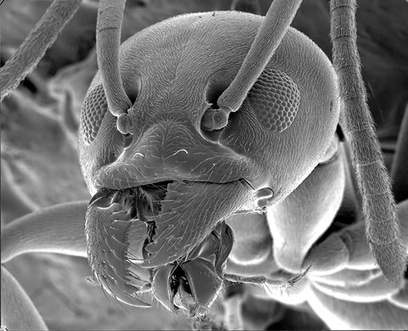A ant under an electron microscope. - 9GAG