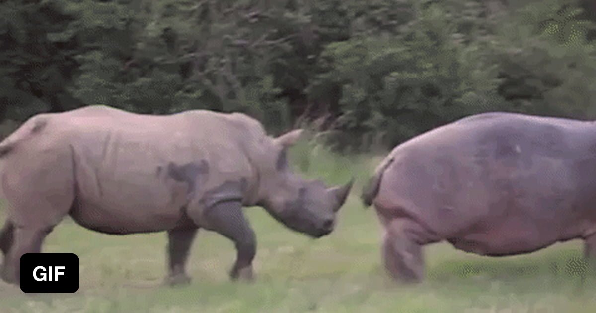 Rhinos Fucking