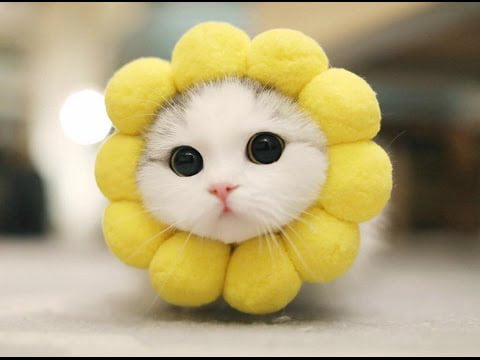 Cute Flower Cat - 9GAG