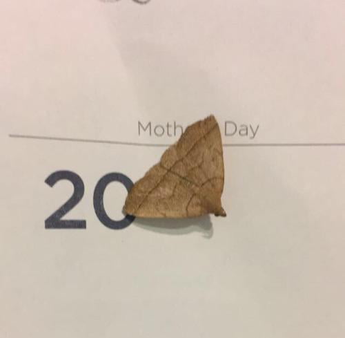 Moth lands perfectly on calendar - 9GAG