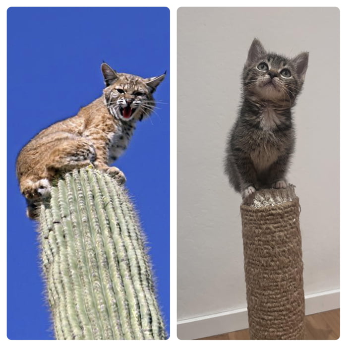 Bobcat on a cactus? Dosa: same! - 9GAG