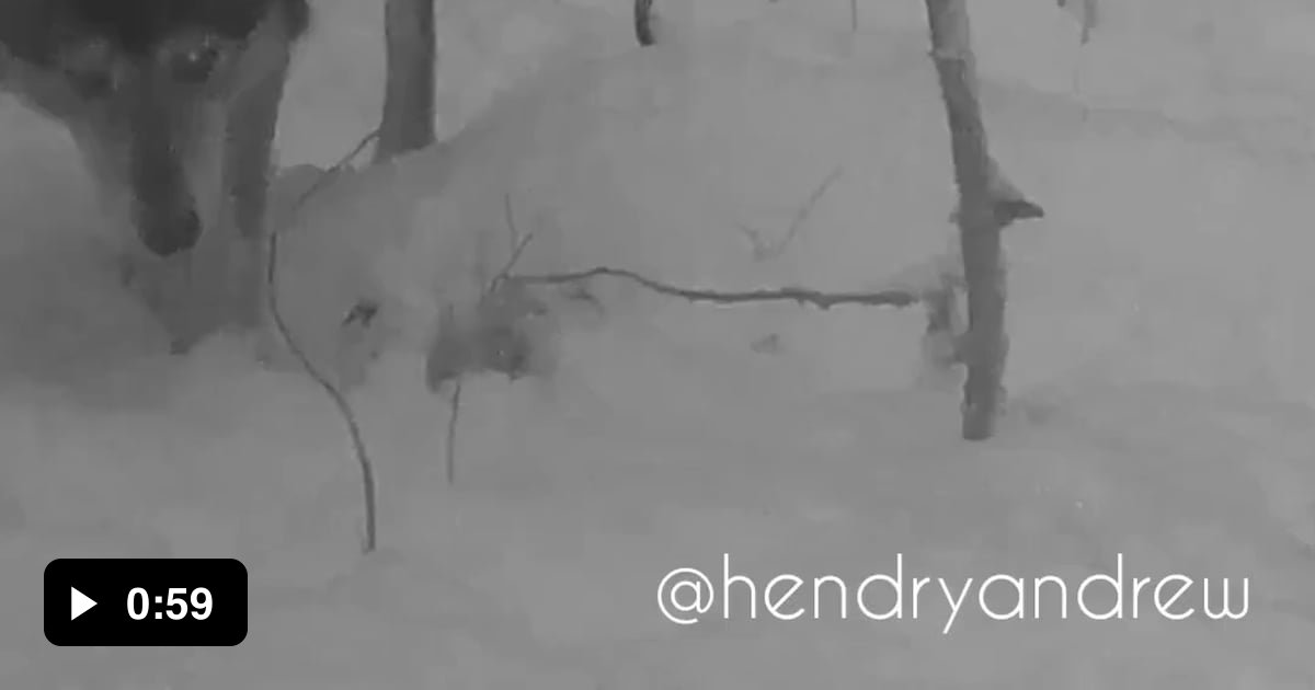 A wolf pack, British Columbia - 9GAG