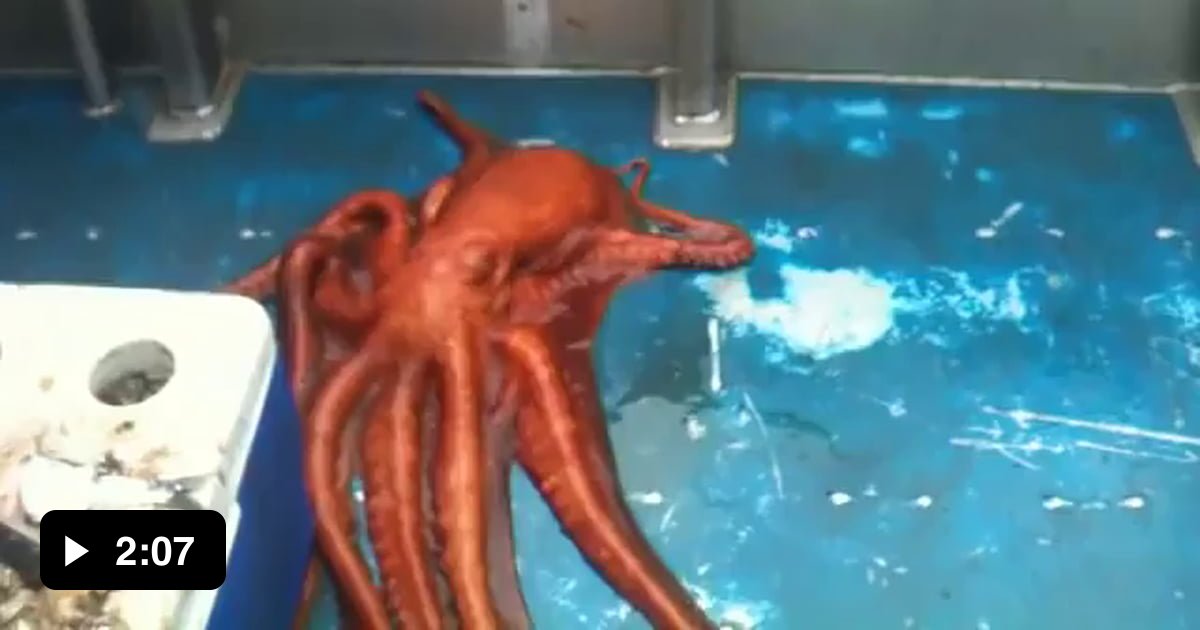 An Octopus Squeezes Through A Tiny Hole 9gag