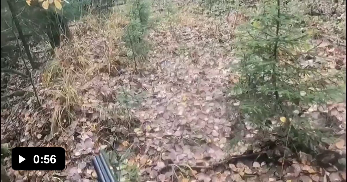 Shotgun Vs Bear 9GAG