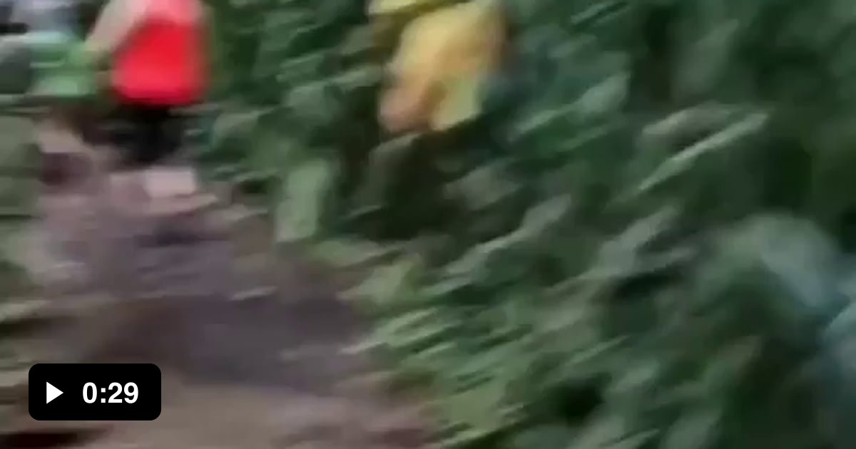 Family Walks Through The Jungle & Gets A Wild Surprise - 9GAG