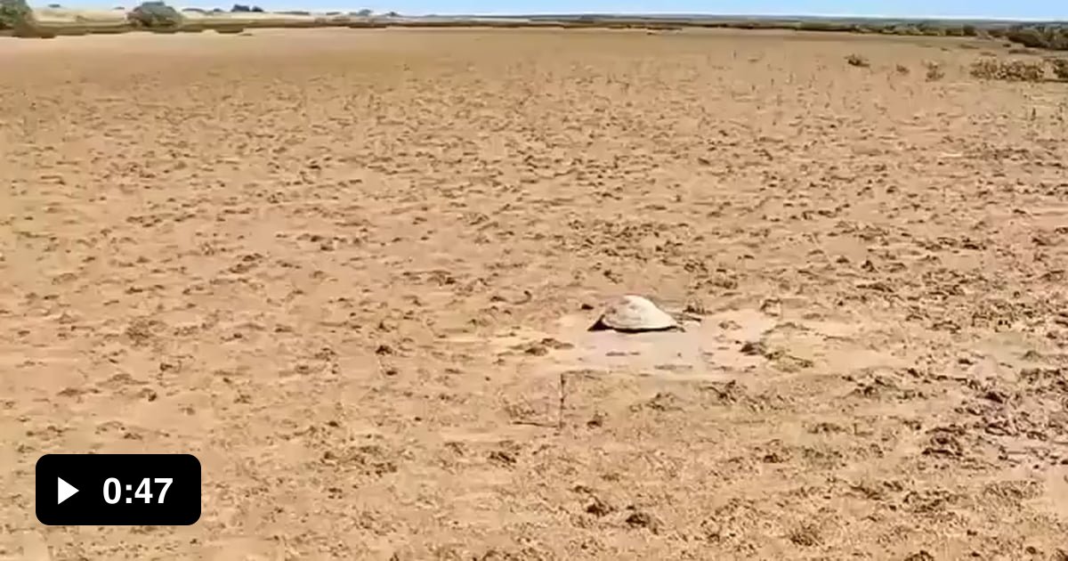The man who saved the turtle’s life - 9GAG