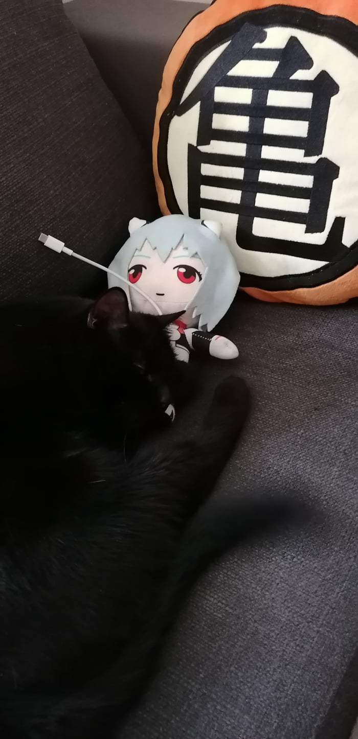 My cat sleeps with his waifu 9GAG