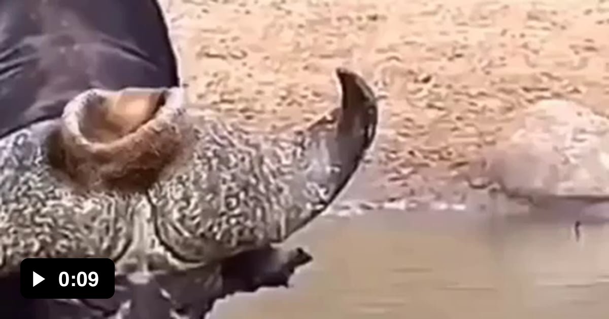 Bird made his nest on the head of a buffalo 9GAG