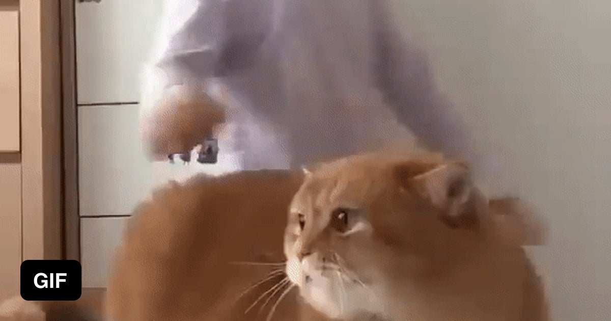 This cat looking like a square loaf of bread - 9GAG