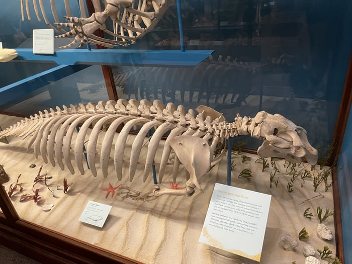 The lovable sea cow: the Manatee! Despite their cow-ish appearance and