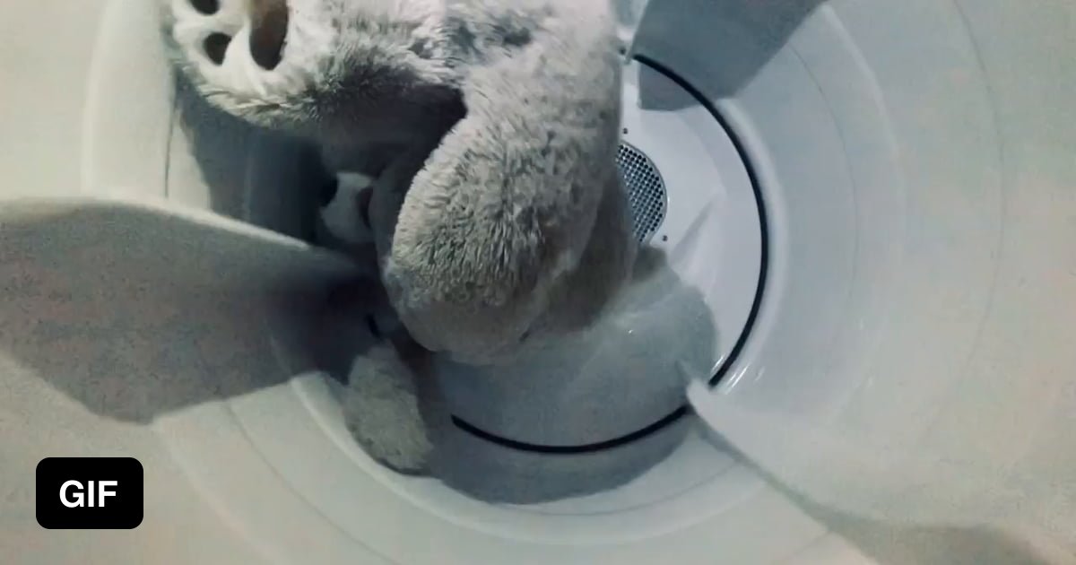 Teddy in a tumble dryer 9GAG