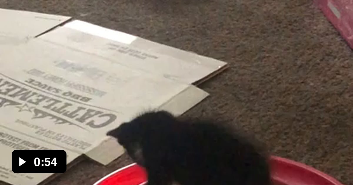 Introducing Pepper! Found her in a storm drain on a busy road in 8 p.m