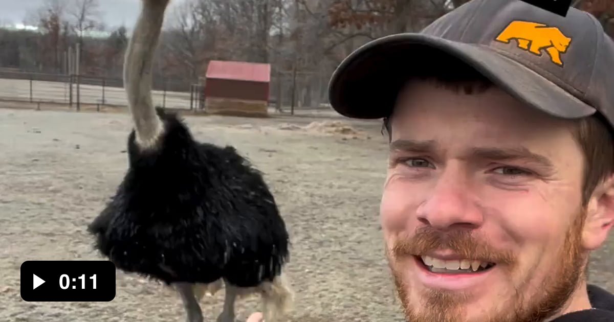 Groovy big Bird 9GAG