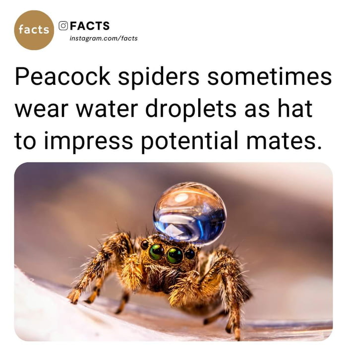 Cute spider courting water hat 9GAG