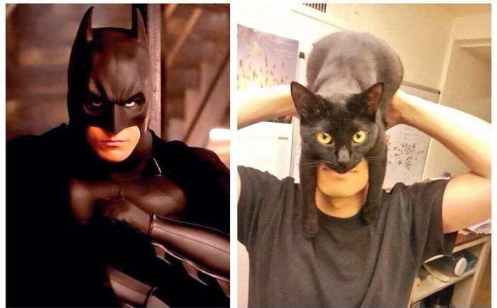 Кот бэтмен