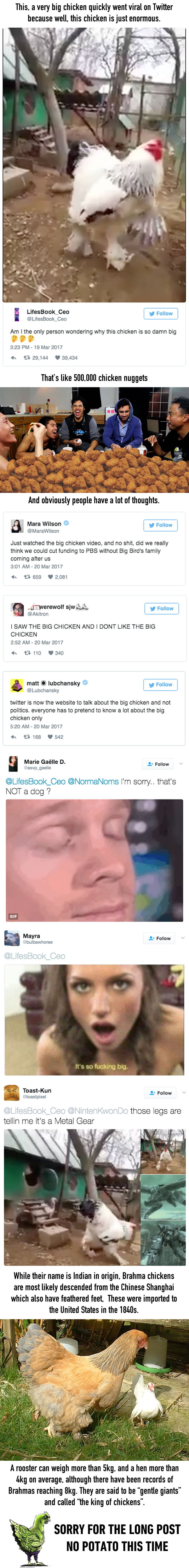 Everyone is freaking out about this very big chicken, it's drumsticks could feed a family of four