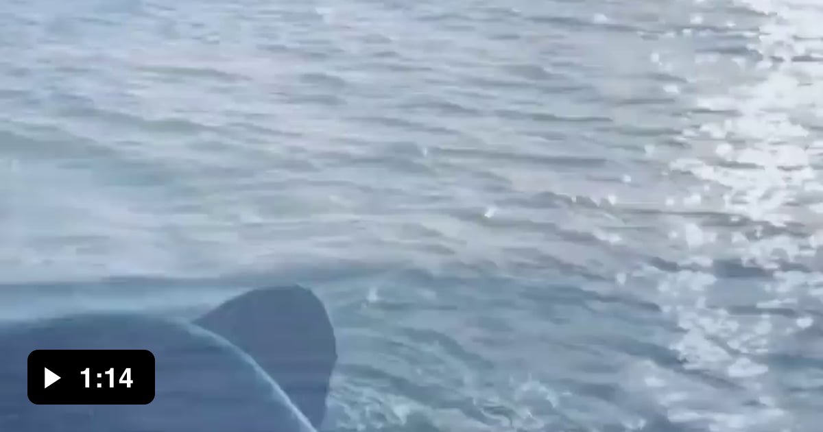 Orca 1 : Bro what's that floating thing she's on? Orca 2 : I don't know ...