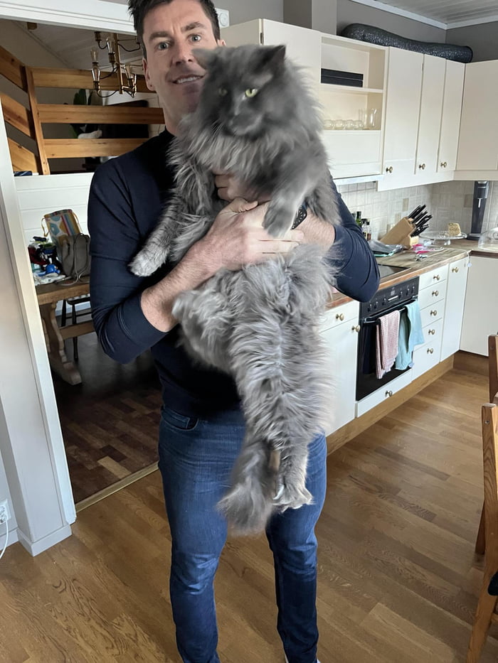 Of a Mainecoon/Turkish Angora mix - 9GAG