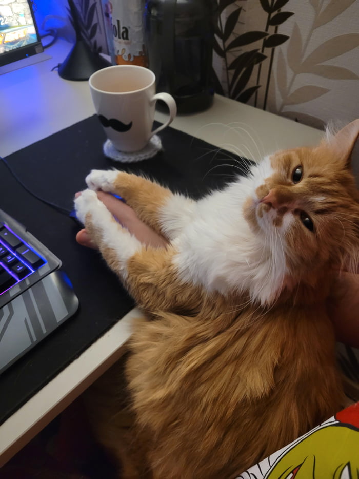 Happy cat - 9GAG
