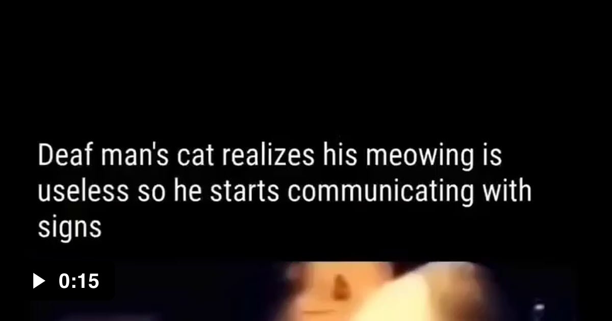 cat-learns-sign-language-to-communicate-with-deaf-owner-9gag