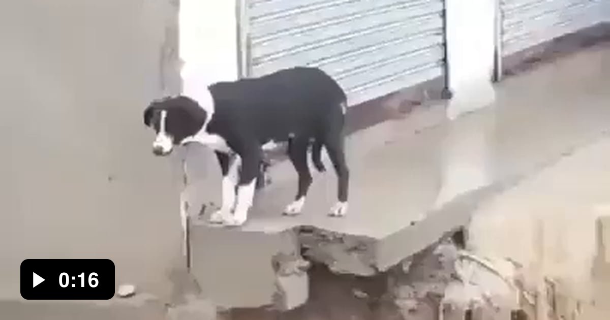 Man saving dog - 9GAG