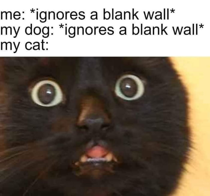 cats-9gag