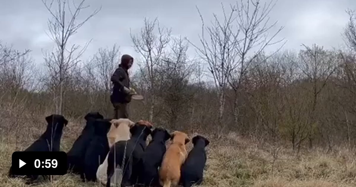 Very well trained hunting dogs 9GAG