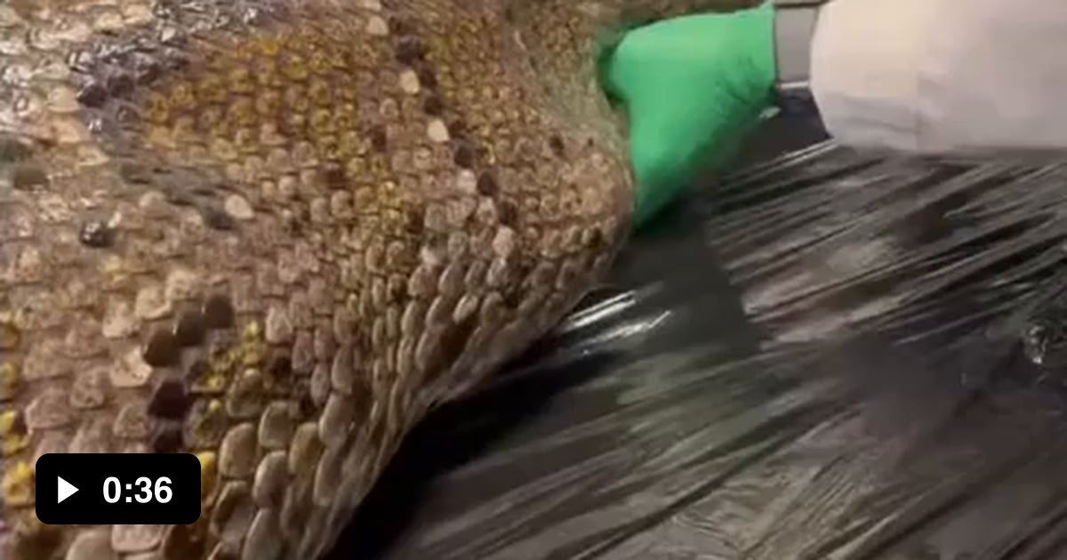 5-foot alligator found in the body of an 18-foot Burmese Python - 9GAG