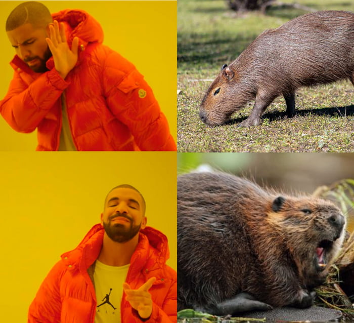 Capybara meme  rdankmemes