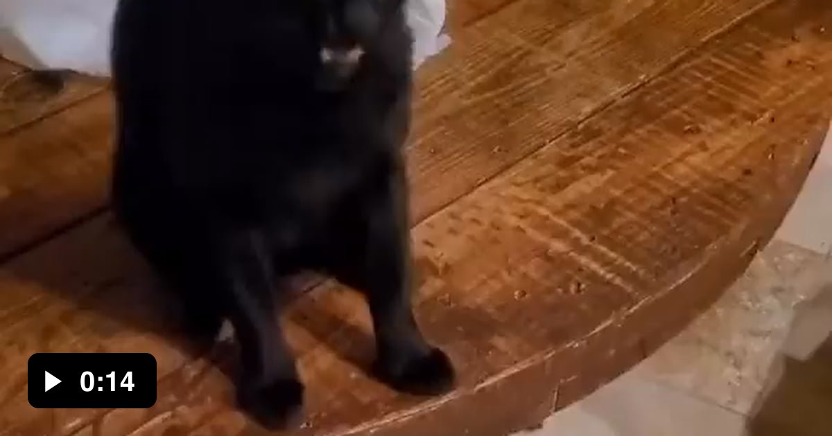 Catnip not even once. - Video