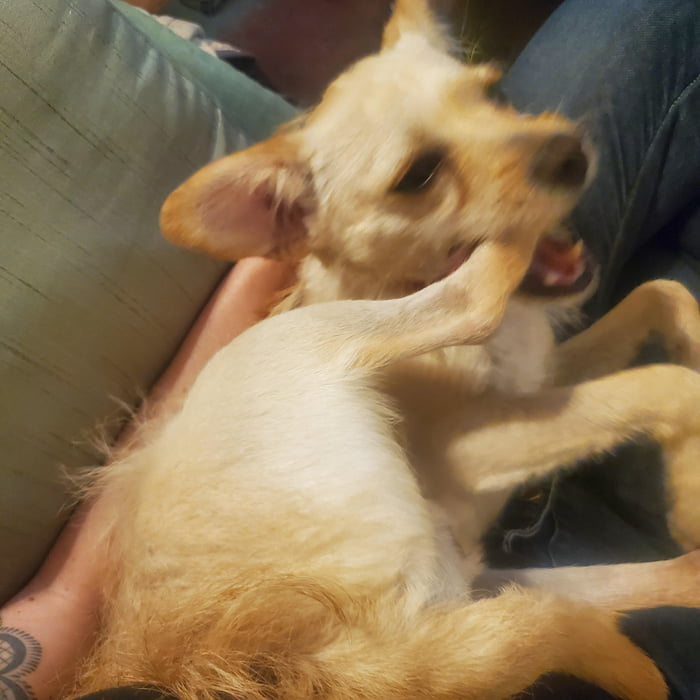 Puppy Keeps Trying To Eat Own Leg 9GAG
