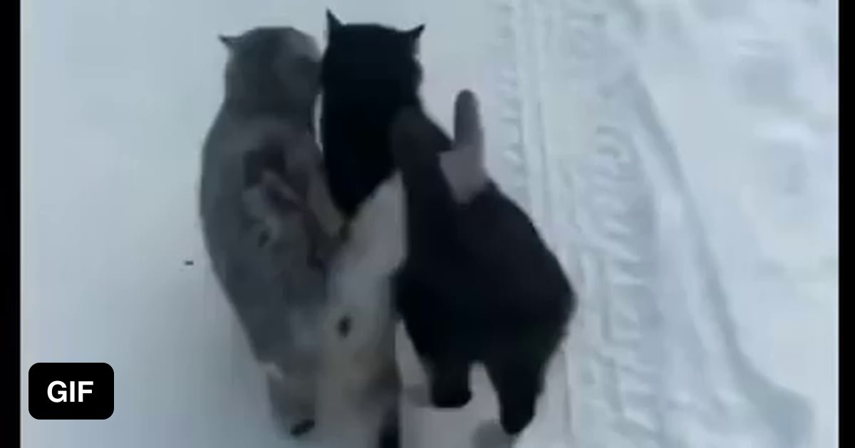 What's better than a cat? - 9GAG